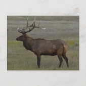 E52 Bull Elk Big Bull Briefkaart (Voorkant)