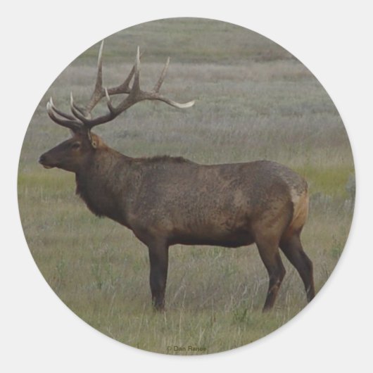 E52 Bull Elk Big Bull Ronde Sticker (Voorkant)