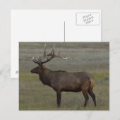 E52 Bull Elk Grote Stier Briefkaart (Voorkant / Achterkant)