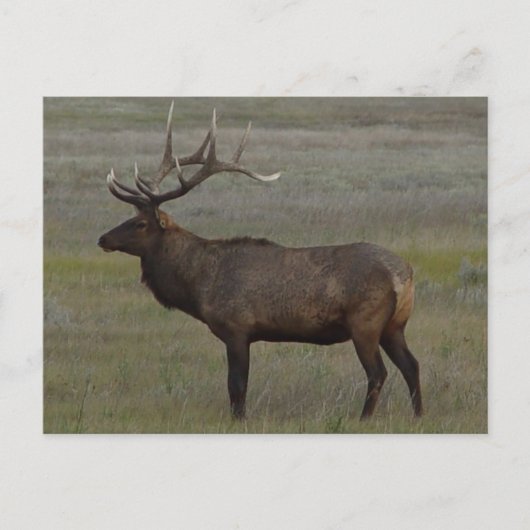 E52 Bull Elk Grote Stier Briefkaart (Voorkant)