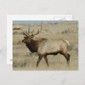 E55 Bull Elk Big Bull Briefkaart (Voorkant / Achterkant)