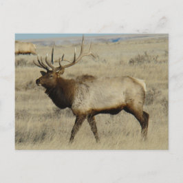 E55 Bull Elk Big Bull Briefkaart