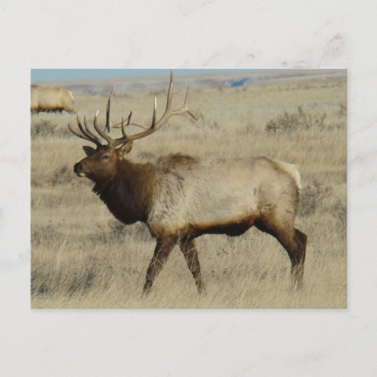 E55 Bull Elk Big Bull Briefkaart (Voorkant)