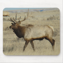 E55 Bull Elk Big Bull Muismat