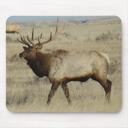 E55 Bull Elk Big Bull Muismat (Voorkant)