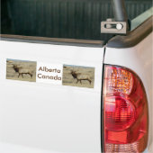 E55 Bull Elk Bumpersticker (Op Truck)