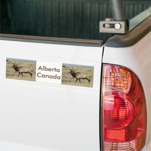 E55 Bull Elk Bumpersticker (Op Truck)