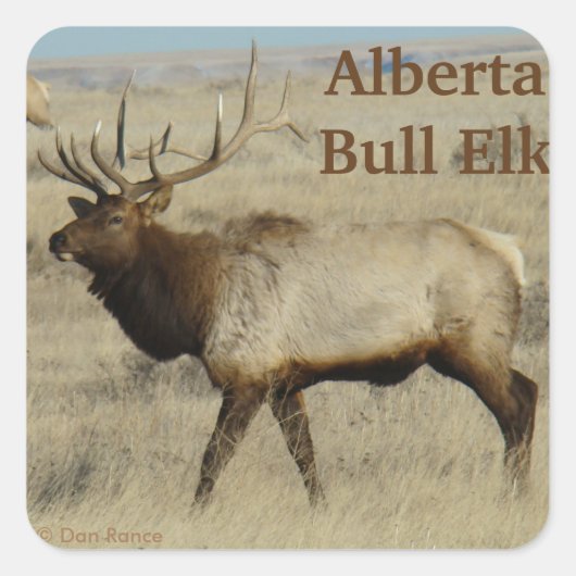 E55 Bull Elk Grote Stier Vierkante Sticker (Voorkant)