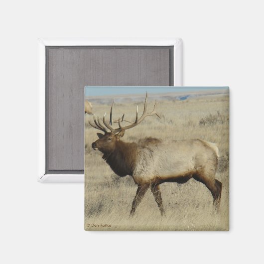 E55 Bull Elk Magneet (Voorkant / Achterkant)