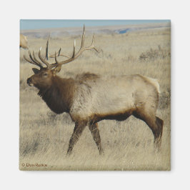 E55 Bull Elk Magneet