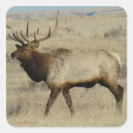 E55 Bull Elk Vierkante Sticker