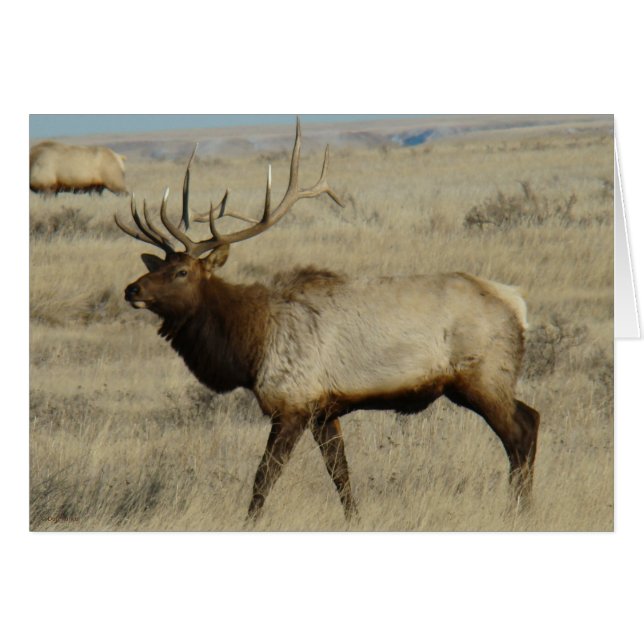 E55 mannetjeswapiti (Voorkant Horizontaal)
