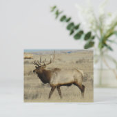 E55 Stiereland Grote Stier Briefkaart (Staand voorkant)
