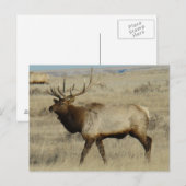 E55 Stiereland Grote Stier Briefkaart (Voorkant / Achterkant)
