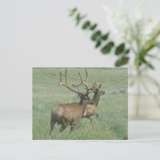E56 Bull Elk in Velvet Briefkaart (Staand voorkant)