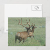 E56 Bull Elk in Velvet Briefkaart (Voorkant / Achterkant)