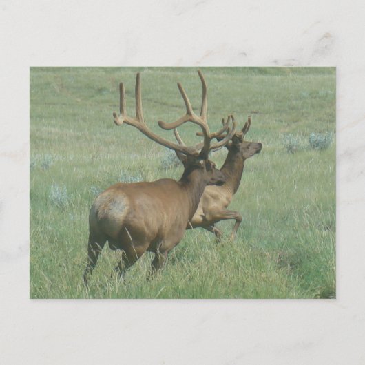 E56 Bull Elk in Velvet Briefkaart (Voorkant)