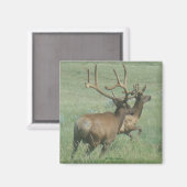 E56 Bull Elk in Velvet Magneet (Voorkant / Achterkant)