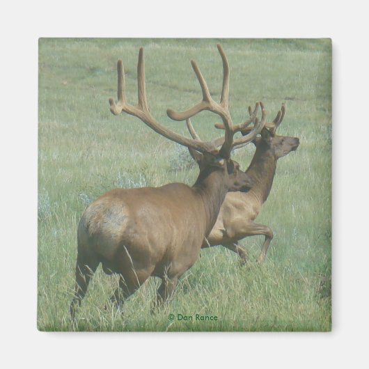 E56 Bull Elk in Velvet Magneet (Voorkant)