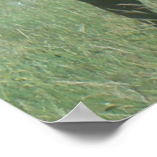 E56 Bull Elk in Velvet Poster (Hoek)