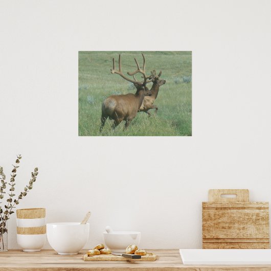 E56 Bull Elk in Velvet Poster (Keuken)