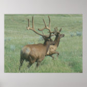E56 Bull Elk in Velvet Poster (Voorkant)