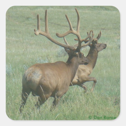 E56 Bull Elk in Velvet Vierkante Sticker (Voorkant)