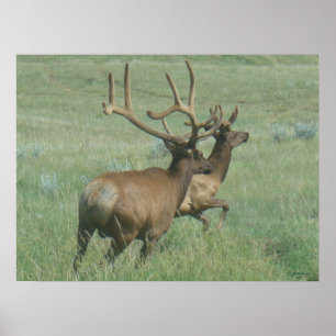 E56 Stierelk in Fluweel Poster