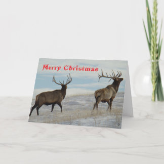 E57 Big Bulls on Snow Christmas Card Bedankkaart