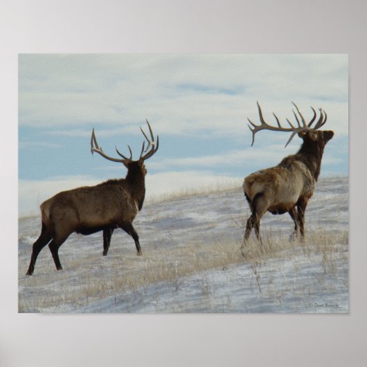 E57 Bull Elk Lucky 13 Bull Poster (Voorkant)