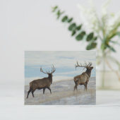 E57 Bull Elk Lucky 13 Stier Briefkaart (Staand voorkant)