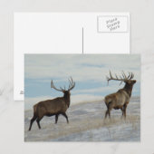 E57 Bull Elk Lucky 13 Stier Briefkaart (Voorkant / Achterkant)