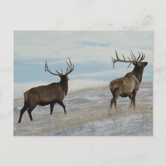 E57 Bull Elk Lucky 13 Stier Briefkaart (Voorkant)