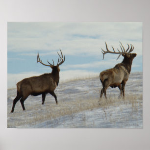 E57 Stiereland Lucky 13 Stier Poster