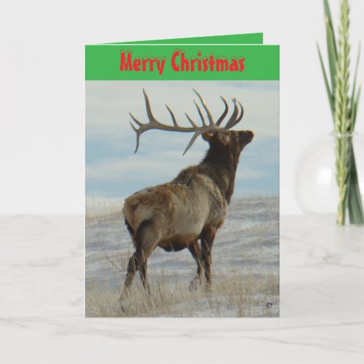 E58 Big Bull Elk On Snow Christmas Card Feestdagen Kaart (Voorkant)