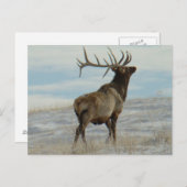 E58 Bull Elk Lucky 13 Bull Briefkaart (Voorkant / Achterkant)