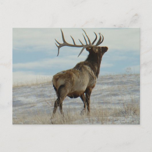 E58 Bull Elk Lucky 13 Bull Briefkaart (Voorkant)