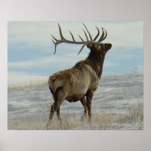 E58 Bull Elk Lucky 13 Bull Poster (Voorkant)
