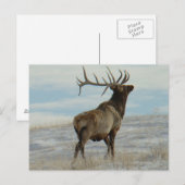 E58 Bull Elk Lucky 13 Stier Briefkaart (Voorkant / Achterkant)