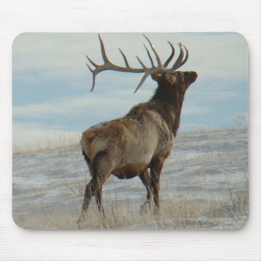 E58 Bull Elk Lucky 13 Stier Muismat (Voorkant)