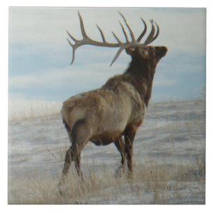 E58 Bull Elk Lucky 13 Stier Tegeltje