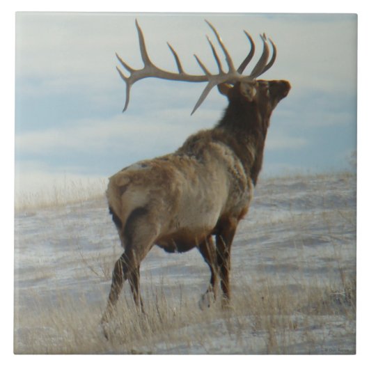 E58 Bull Elk Lucky 13 Stier Tegeltje (Voorkant)