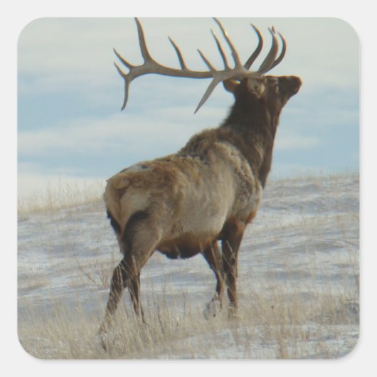 E58 Bull Elk Lucky 13 Stier Vierkante Sticker (Voorkant)