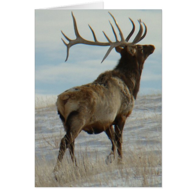 E58 Wapitihengst Lucky 13 Stier (Voorkant)