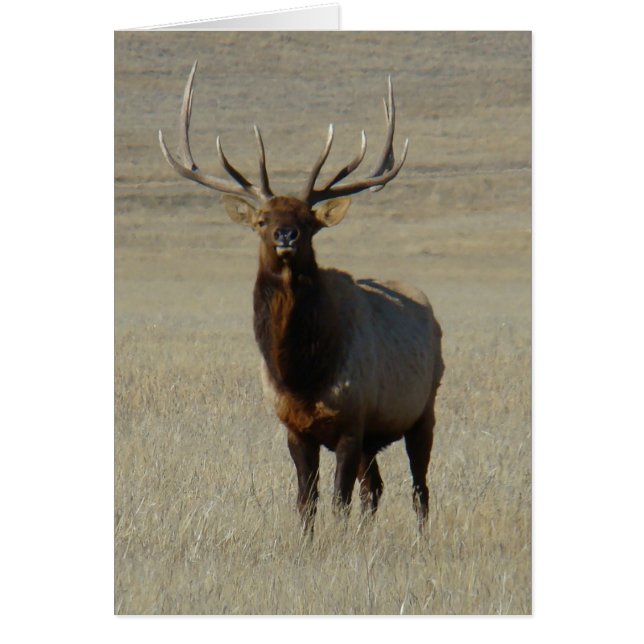 E59 Bull Elk (Voorkant)