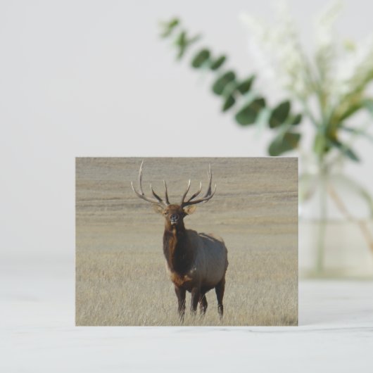 E59 Bull Elk Big Bull Briefkaart (Staand voorkant)