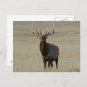 E59 Bull Elk Big Bull Briefkaart (Voorkant / Achterkant)