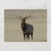 E59 Bull Elk Big Bull Briefkaart (Voorkant)