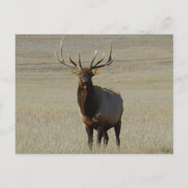 E59 Bull Elk Big Bull Briefkaart