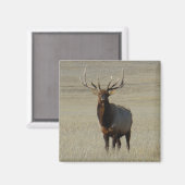 E59 Bull Elk Magneet (Voorkant / Achterkant)